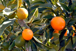 İşte gribin bir numaralı düşmanı