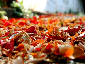 Pastırma yazı hasta ediyor