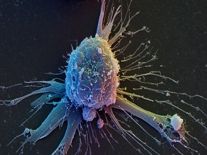 Kök hücre üretiminde önemli adım