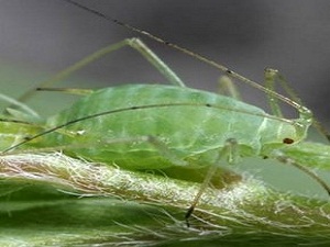 Sizi hastalıklardan bu böcekler koruyacak