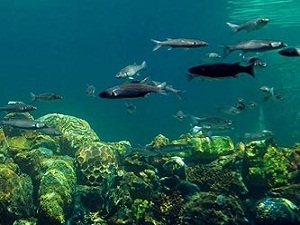 Türkiye'de 4 yeni balık türü bulundu