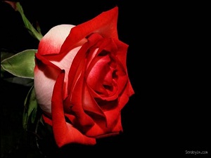 Resulullaha (sav) iyilik ve günah hakkında sordum