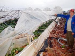 Hortumdan Zarar Gören Çiftçilerin Sigorta Tepkisi