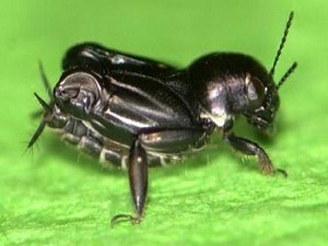 Su üzerinde yürüyüp zıplayabiliyor