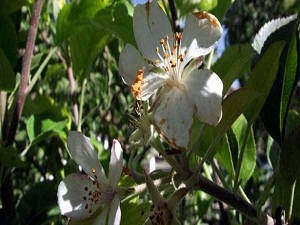 Badem ve armut ağaçları çiçek açtı