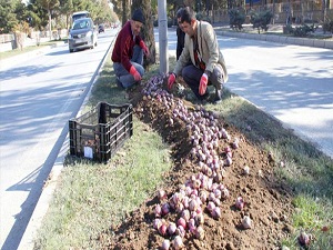 Elazığ, 400 bin çiçekle renklenecek