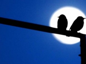 'Kuş beyinli' demeden iyi düşünün