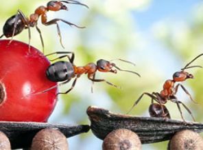 Canlılar konuşmadan nasıl haberleşirler?