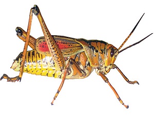 Madagaskar’da çekirge istilası