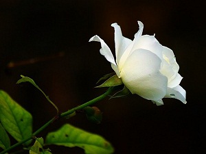 Bu sadakanın sahibi çürük hurma yiyecek