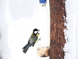 Kuşların yaşam mücadelesi