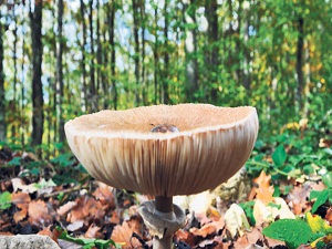 Sirke, mantarın zehrini gidermiyor