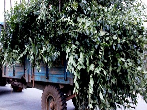 Defne yaprağı, orman köylüsüne 'ekmek kapısı' oldu