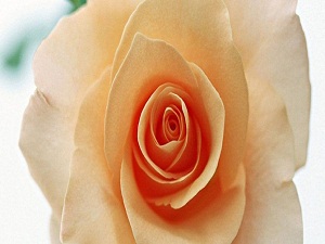 Üç kişi beraberken, ikisi hususi konuşmasın