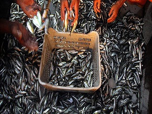 Kaçak balıkçılara ceza!