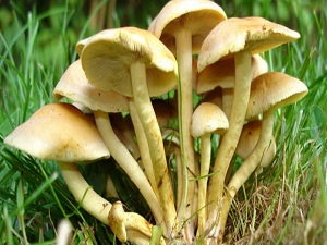 Bahar geldi, mantar zehirlemelerine dikkat