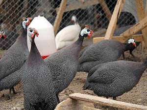 Keneyi yayıyor muyuz?