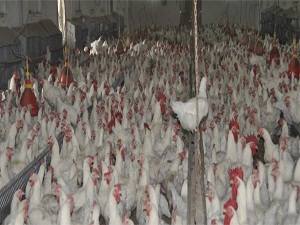 Tavuk üretimi Kasım ayında yüzde 7 azaldı!