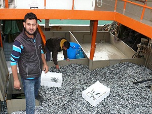 Karadeniz'de endişelendiren hamsi bolluğu