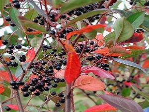 Aronia meyvesi tümörlü hücrede de yararlı