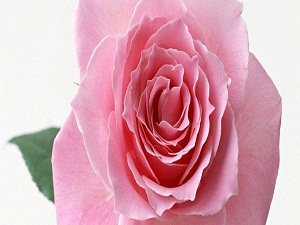 Gerçek pehlivan öfkelendiğinde nefsine hakim olandır