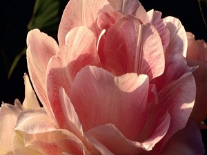 Bakır tırnaklı kavim yüzlerini tırmalıyordu