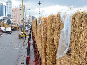 Ukrayna'dan Konya'ya saman ithal edildi
