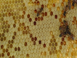 Arap ülkelerine arı ve bal ihraç edilecek