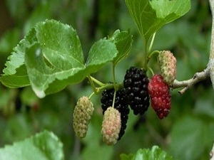 Bu mevsimde olacak iş değil!