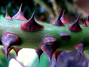 Zinaya yaklaşmayın Çünkü o...