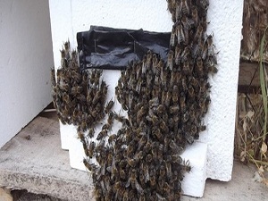 Araplara bal ihracatı için hazırlıklar tamam