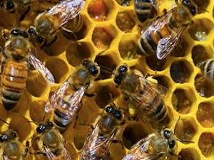 Mersin'de bal ormanı çalışmaları başladı