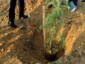 Okullara 15 Bin Fidan Dağıtılacak