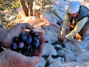 3 bin yıllık şifa kaynağı: Zeytin