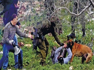 Katillere 'onur' ödülü