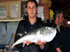 Akdeniz'de balon balığı uyarısı