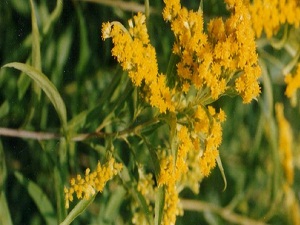 Bu bitki kokuları ayırt edip tepki veriyor