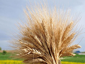 Çiftçilere en büyük destek zeytinyağında