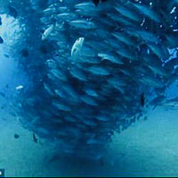 Denizdeki balık hortumu