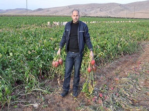 Binlerce ton turp tarlada kaldı