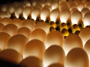 '25 kuruşluk yumurta en az 1 lira olacak'