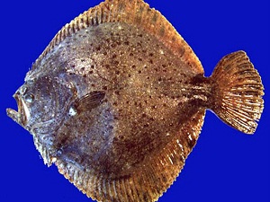 'Kalkan balığı' artık altın değerinde