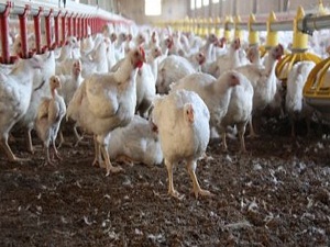 Kümes hayvanı sayısında azalma