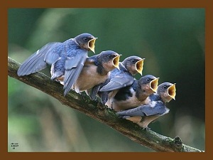 Başınız kımıldadığı müddetçe rızıkta yeise düşmeyin