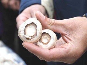 Mantar kanser riskini azaltıyor