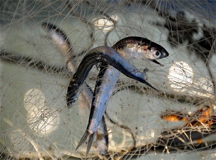 Karadenizliler suçluyu buldu; hamsileri palamutlar yemiş