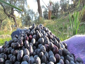 Soğuk havada zeytin hasadı