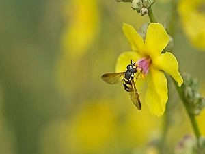 Yedi gök, yer ve içindekiler Allah'ı tespih ederler