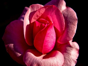 Dünya talebinde mutedil olun çünkü...