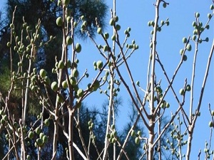 İncir ağacı kışın meyve verdi